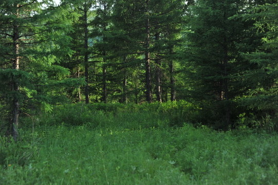 大山樹林