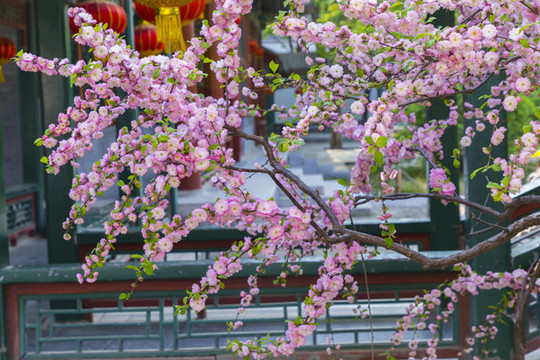 桃花