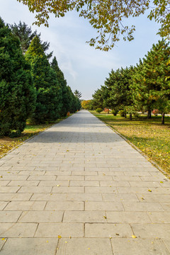秋季清昭陵的林蔭道
