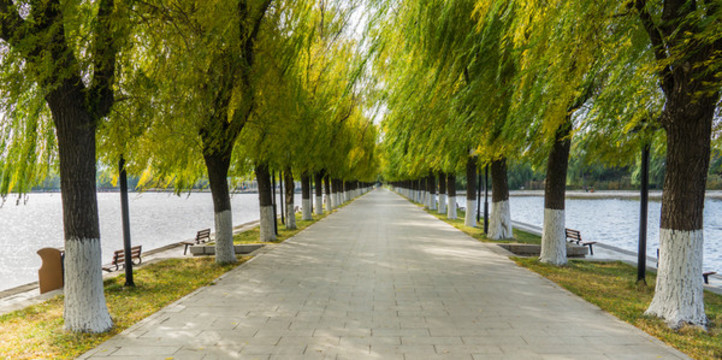 秋季清昭陵的林蔭道