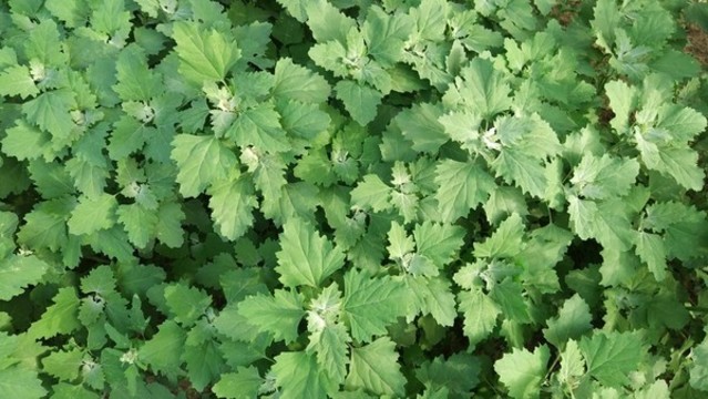 灰灰菜