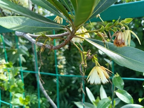 夾竹桃花開