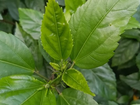 嫩芽枝葉綠葉