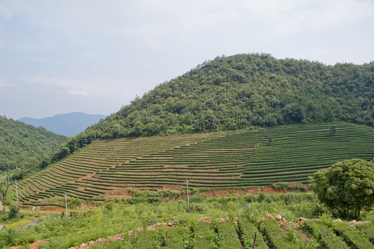高山茶園