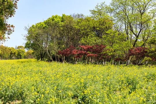 常熟沙家浜風(fēng)景區(qū)