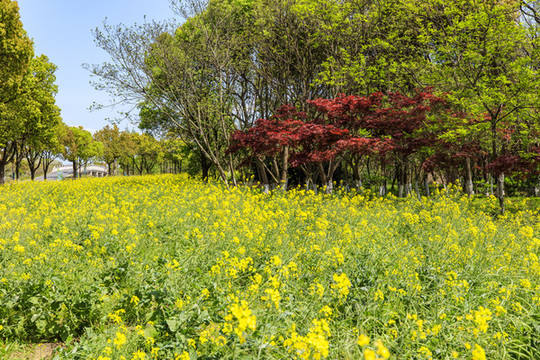 常熟沙家浜風(fēng)景區(qū)
