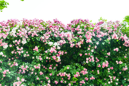 薔薇花