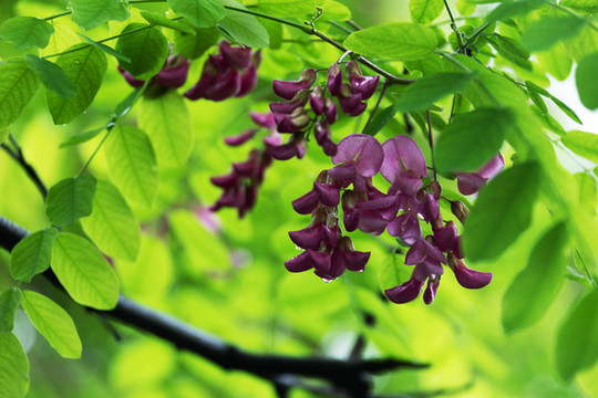 槐花