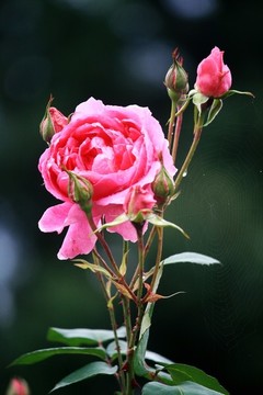 月季花