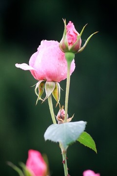 月季花