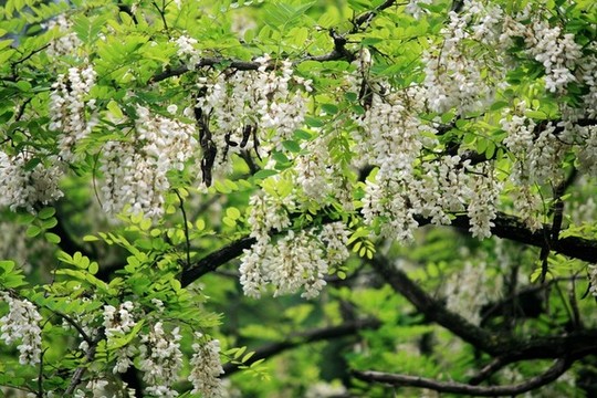 洋槐花