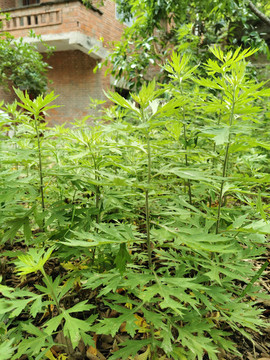 菊科野生植物艾蒿