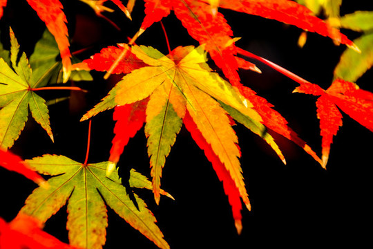 陽光下的紅楓葉