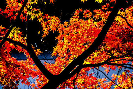 楓樹紅楓葉