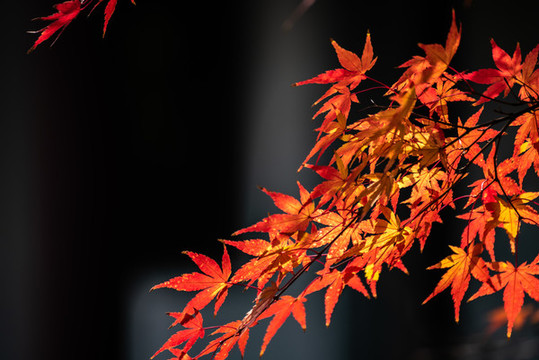 楓葉紅了