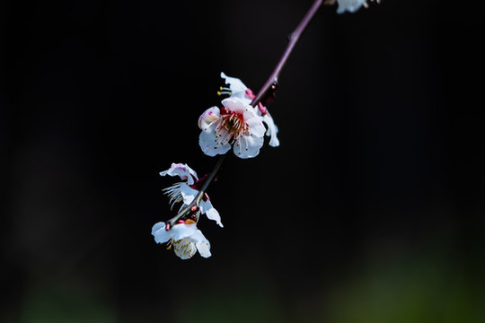 梅花開(kāi)