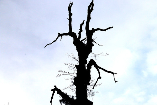 藍(lán)天枯樹(shù)枝