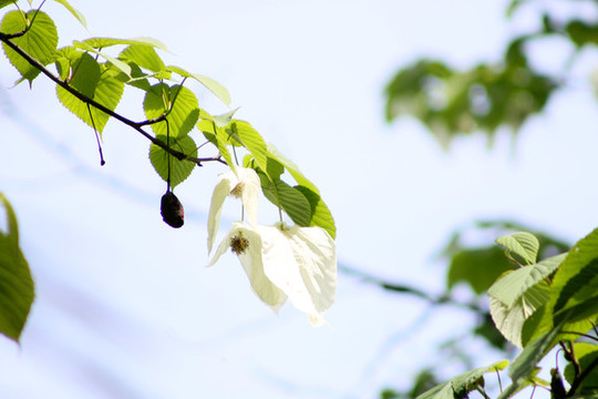 藍(lán)天鴿子花