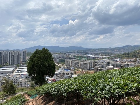 普洱茶