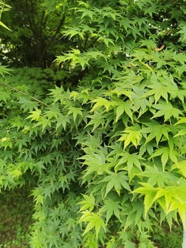 楓葉背景