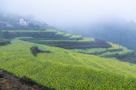 建德胥嶺油菜花