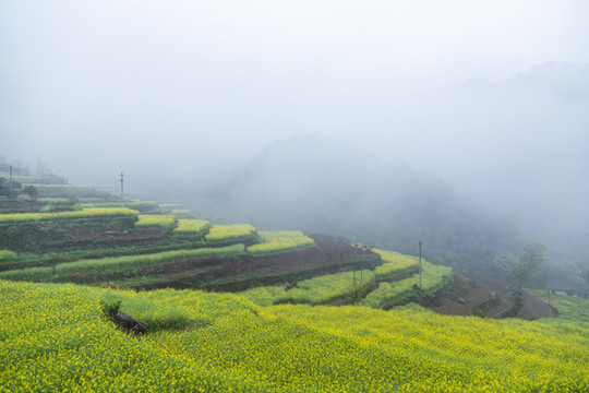 建德胥嶺油菜花