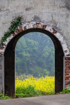 建德胥嶺油菜花