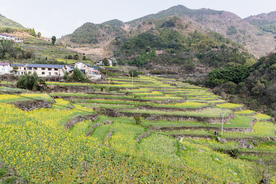 建德胥嶺油菜花