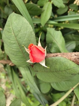 月季花花蕾
