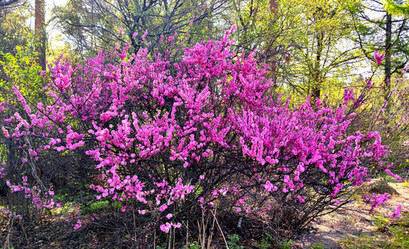 花叢
