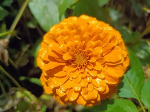 百日草菊花