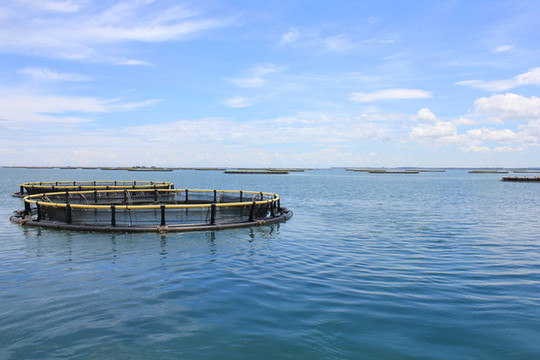 金鯧魚養(yǎng)殖基地