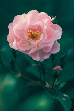 薔薇花