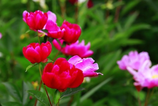 芍藥花十一