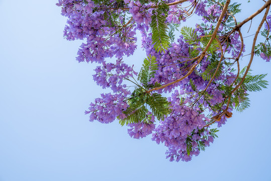 藍(lán)花楹