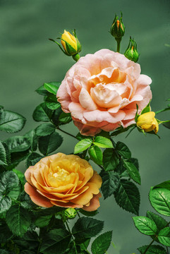 月季花