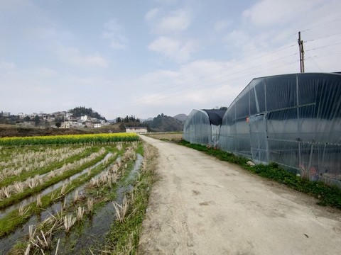 田野風(fēng)光
