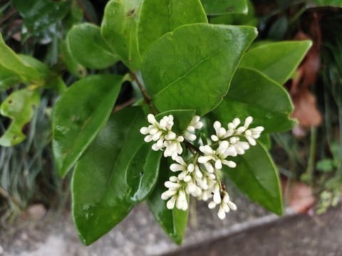 金森女貞花