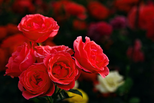 月季花開
