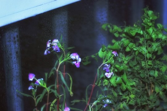 藍(lán)雪花小花