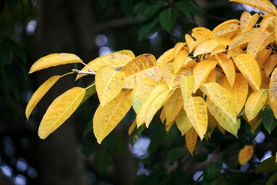 黃葉
