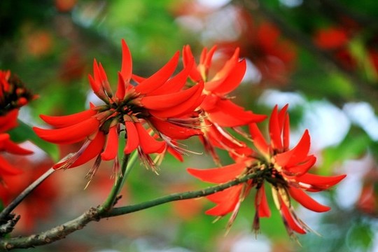 刺桐花