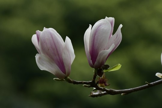 玉蘭花