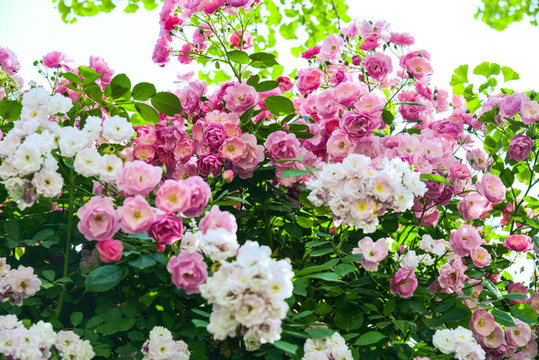 薔薇花
