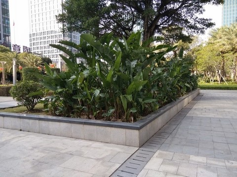 芭蕉