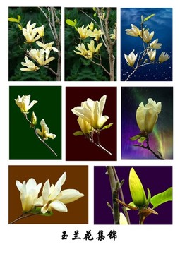 玉蘭花集錦