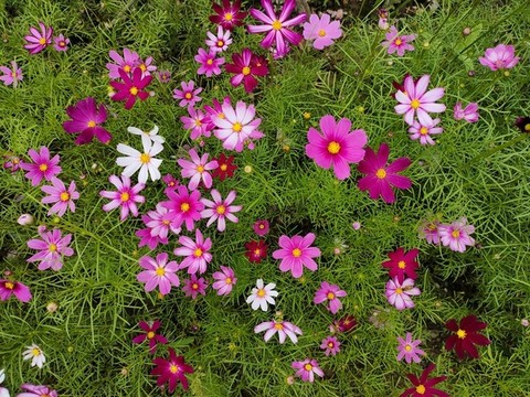 花墻