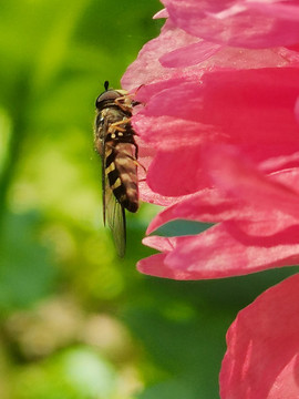 蜜蜂