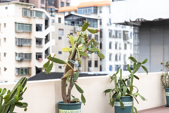 景觀植物仙人掌