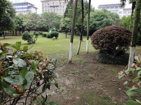 城市綠化